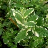 Metvica ananasa (ananas): opis, recenzije, fotografije