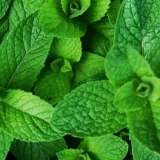 Apple mint: opis, recenzije, fotografije, korisna svojstva i kontraindikacije