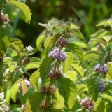 Livadska metvica (polje): fotografija, opis sorte, korisna svojstva...