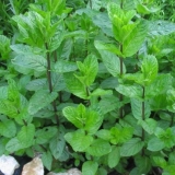 Mentol mentol: fotografija i opis, recenzije, fotografije, korisna svojstva, primjena