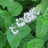 Vrtna metvica (metvica): ljekovita svojstva i kontraindikacije