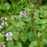 Vodena menta (voda): fotografija, opis, korisna svojstva i kontraindikacije