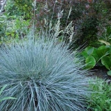 Glacijalna trava vlasulja: opis, svojstva, primjena