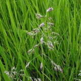 Bluegrass: opis biljke