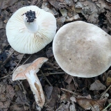 Muzalica bez zona: opis i fotografija