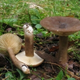 Mliječno tamno smeđa: opis i fotografija