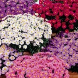 Višegodišnje astre: sferične, vrijeske, niske, ivičnjake