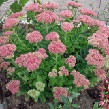 Višegodišnje cvijeće koje cvjeta cijelo ljeto