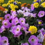 Višegodišnje cvijeće za darivanje