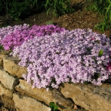 Višegodišnji floks koji pokriva tlo (puzajući): sorte sa fotografijama i imenima