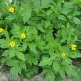 Višegodišnji šljunak: fotografije cvijeća, vrsta i sorti koje raste iz sjemena