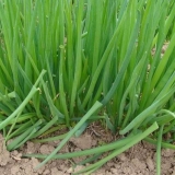 Višegodišnji luk - sadnja i njega