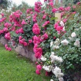 Višegodišnje biljke za vikendice, cvjetaju cijelo ljeto