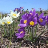 Višegodišnje biljke za sibir, cvjetaju cijelo ljeto