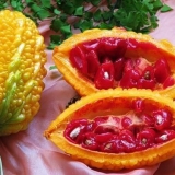 Momordica: lekovita svojstva