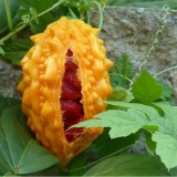 Momordica: uzgoj iz sjemena kod kuće