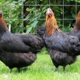 Moskovska crna pasmina pilića: karakteristike i sadržaj