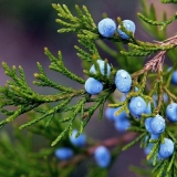 Votka od smreke: domaći recept