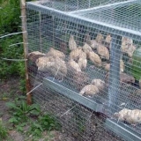 Mramorne prepelice: držanje i uzgoj