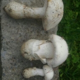 Amanita ovoid: fotografija i opis