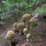 Kraljevska muharica: fotografija i opis