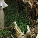 Porfir mušice (siva): fotografija i opis, da li je upotrebljiv