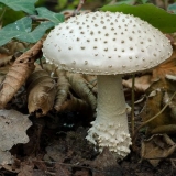 Mušica čekinjasta (debeli čovjek čekinjasta, bodljikava muha): fotografija i opis