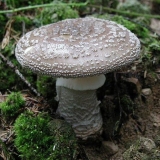 Mušica debela (zdepasta): fotografija i opis