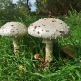 Amanita vittadini: fotografija i opis