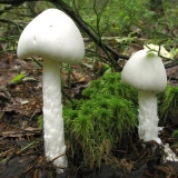 Amanita smrdljiva (bijela žabokrečina): opis i fotografija, simptomi trovanja