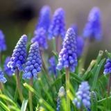 Muscari: sadnja i njega na otvorenom polju