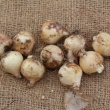 Mišji zumbul (muscari): fotografija i opis, sadnja i njega na otvor...