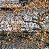 Na šta su kalemljeni hurmašice