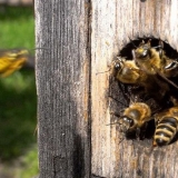 Koliko daleko pčele lete