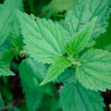 Na kojem tlu raste kopriva: razmnožavanje, sadnja, uzgoj