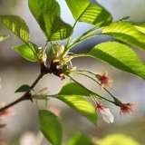 Jajnici padaju na trešnju: zašto se to događa i kako se to može obr...