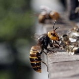 Napadi pčela na pčele