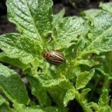 Na licu mjesta - lijek za instrukciju koloradske zlatice