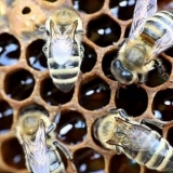 Uzgajanje pčela zimi