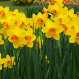 Narcisi: sadnja i njega na otvorenom polju