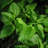 Infuzija i izvarak koprive za krvarenje: kako skuhati, kako piti, r...