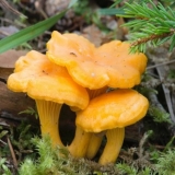 Tinktura lisičarke: recepti, upotreba i kontraindikacije