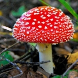 Tinktura amanita na votki: upotreba za liječenje zglobova, s onkolo...