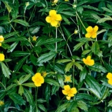 Tinktura korijena galangala: ljekovita svojstva, recepti, upotreba ...