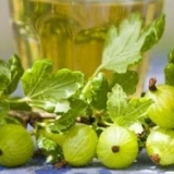 Tinktura ogrozda na votki, na alkoholu, na mjesečini: recepti za kuhanje kod kuće