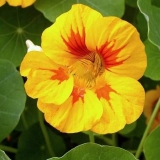 Nasturtium: sakupljanje sjemena