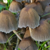 Snježnobijela balega: fotografija i opis gljive