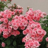 Imena floribunda ruža: najbolje sorte