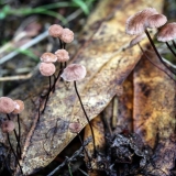 Prašnik (prašnik bez prašnika, čekinjasti prašnik): fotografija i opis