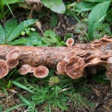 Smrdljivo smrdljivo (micromphale smrdljivo): fotografija i opis